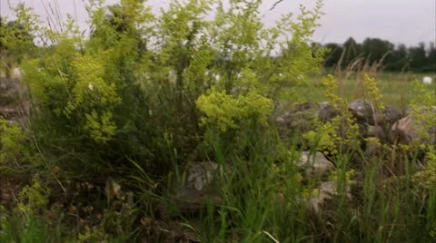 A field 스톡 동영상 11321299