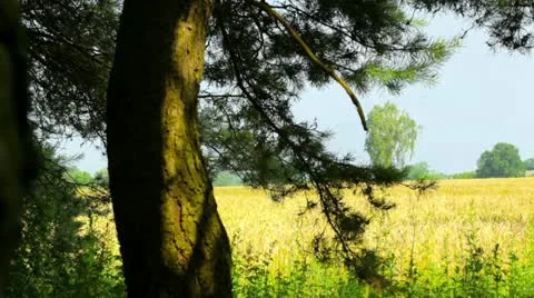 Field Stock Footage 11350619