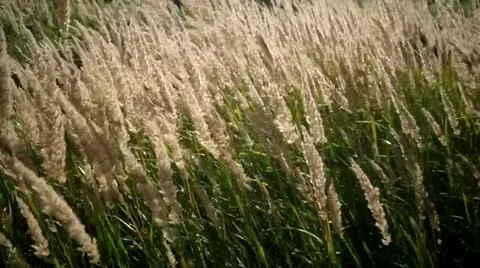 Field. Stock Footage