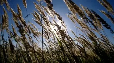 Field. Stock Footage 11521670