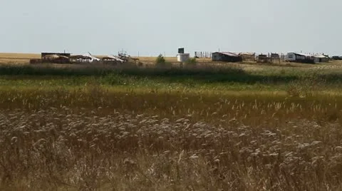 Field Vídeo Stock 11800607