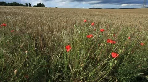 Field 库存影片 20389678