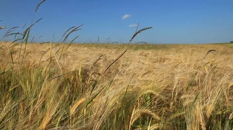 Field 库存影片 20398555