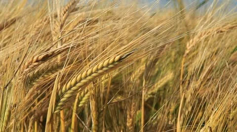 Field 库存影片 20408255