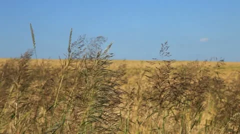 Field 库存影片 20418896