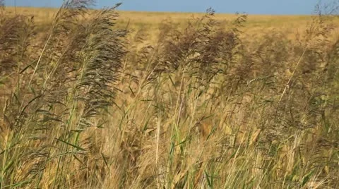 Field 库存影片 20605363