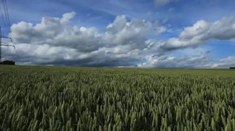 Field 库存影片 20606183