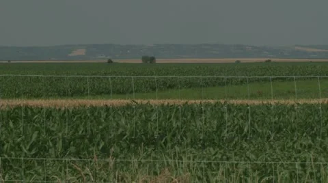 Field Video stock 21646657