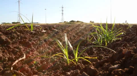 Field Stock-Footage 22518819