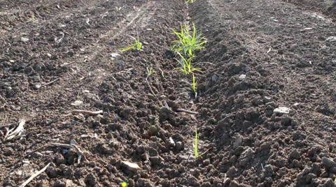 Field 스톡 동영상 22519313