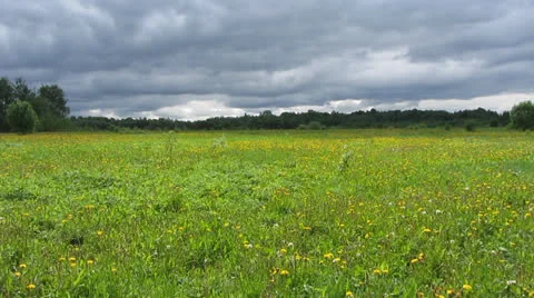 Field Stock-Footage 24129971