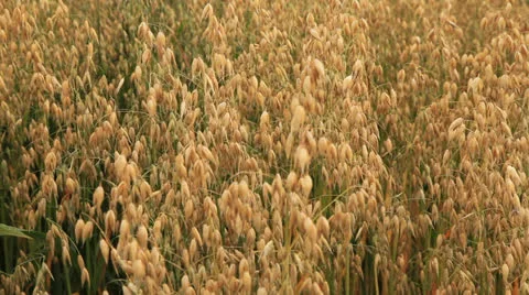 Field 库存影片 25263949