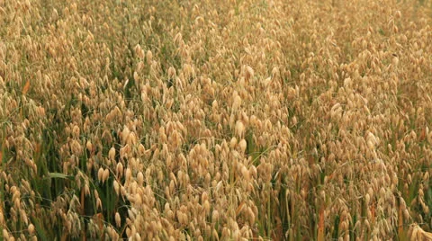 Field 库存影片 25264489