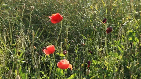 Field 库存影片 25266128