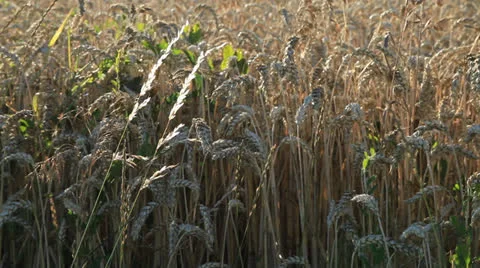 Field 库存影片 26347551