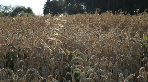 Field 库存影片 26348535