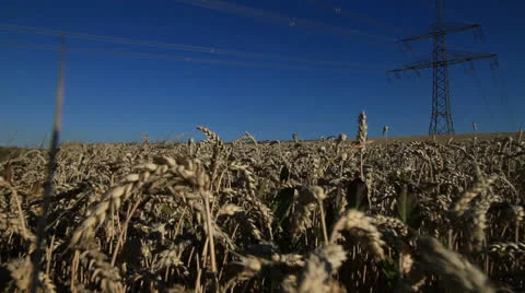 Field 動画素材 26349305