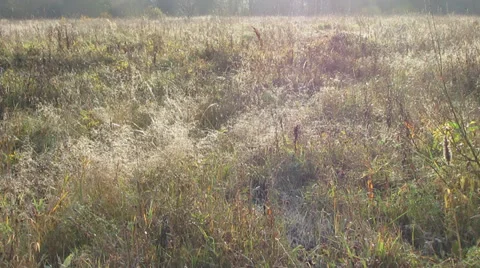 Field Video stock 31745005