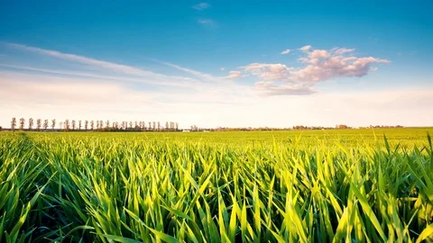 Field Stock Footage