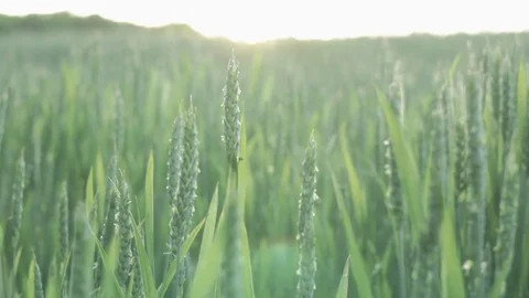 Field Stock Footage 76325692