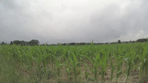 Field Stock Footage
