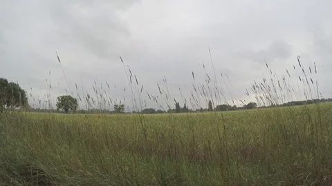 On the field Stock Footage 77463963