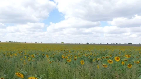 Field Stock Footage 79141696