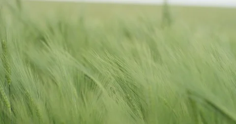 Field Stock Footage 101880718