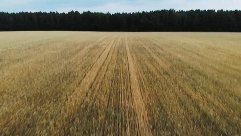 Field Stock-Footage 111460007