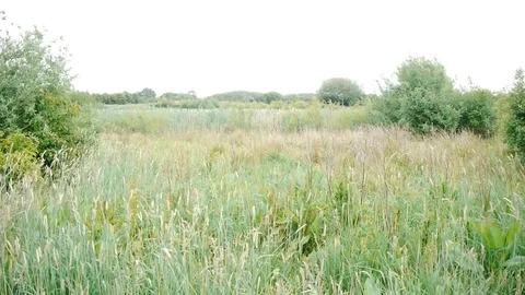 Field Stock Footage 112698444