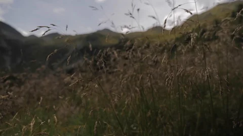 Field Stock Footage 122247235