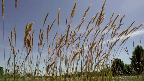 Field Stock Footage 142200013