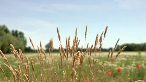 Field Stock Footage 142200027