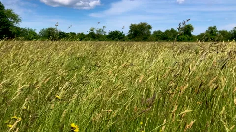 Field 動画素材 197373564