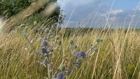 Field Stock Footage 288629555