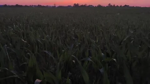 Is in the field Stock Footage 316805494