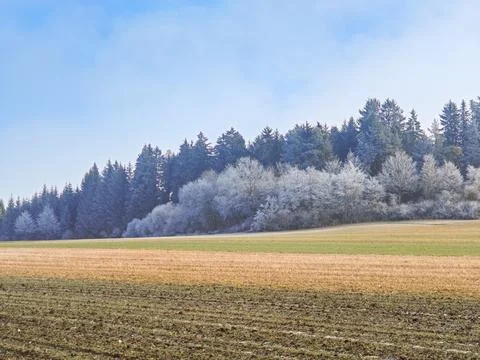 A field with a forest in the background Foto stock