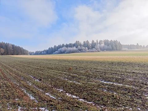 A field with a forest in the background Stock Photos