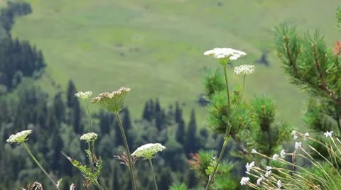 Field with forest Stock Footage