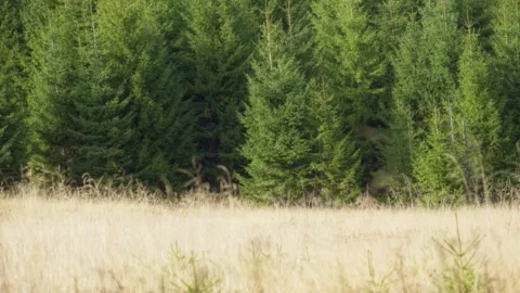 Field in the forest Stock Footage 302885300