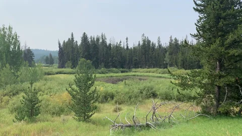 Field by Forest HD Stock Footage 176007097