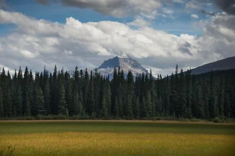 Field, Forest, Mountain Stock Photos