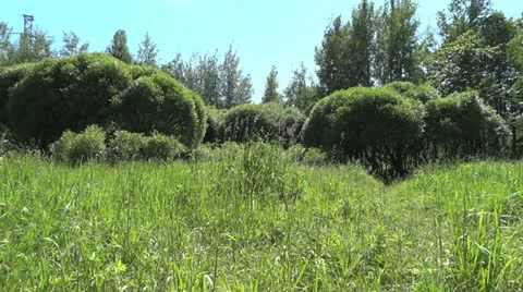 Field in the forest in Russia Video stock 12665099