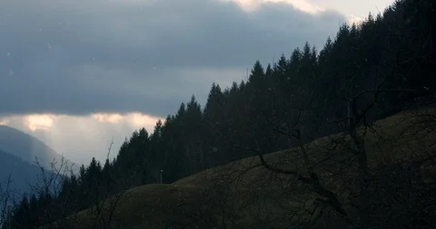 A field with forest trees while snowflakes are falling in the winter Video stock 129400541