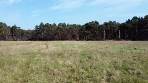Field in a forrest drone shot Video stock 150975424