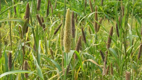 Field of Foxtail Grass Video stock 340638925