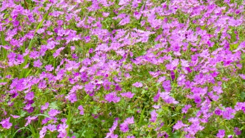 Field of fragrant pink flowers in spring season full of pollen bees flying Stock Footage 270357537