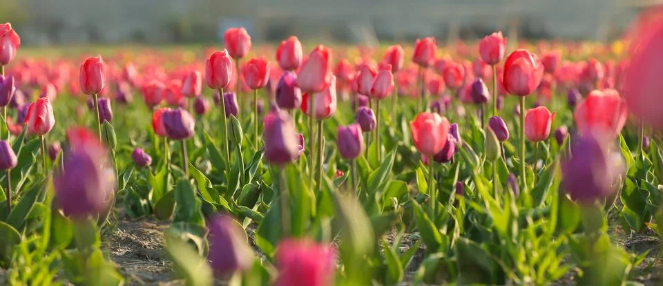 Field with fresh beautiful tulips. Blooming flowers Stock Photos