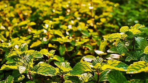 Field of Fresh Mints Leaf Stock Footage 110565067
