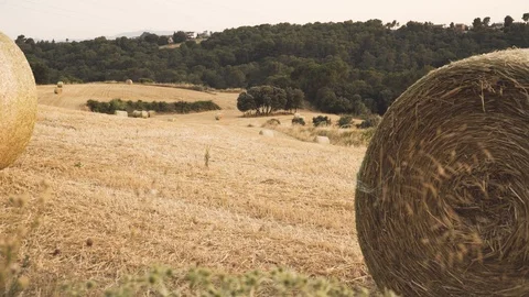 A field of freshly mown wheat. Stock Footage 91751601